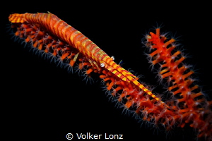 sawblade shrimp by Volker Lonz 